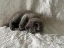 British Shorthair Han killinger sælges