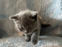 British Shorthair Han killinger sælges