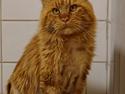 Maine Coon Myfias Oluf Madsen