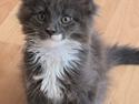Maine Coon Blackangel's Billy Summers