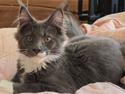 Maine Coon Blackangel's Billy Summers