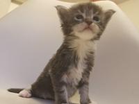 film forståelse forbinde Katte til salg - Køb din næste kat på KatteGalleri