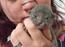 Korat Primprau&#39;s Korat hankilling og hunkilling