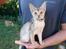 Abyssinier 2 hankillinger