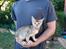 Abyssinier 2 hankillinger