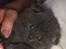 British Shorthair Killinger