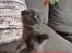 British Shorthair Killinger
