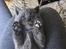 British Shorthair Killinger