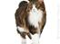 Kurilean Bobtail Louis