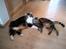 Kurilean Bobtail Louis