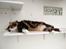 Kurilean Bobtail Louis