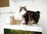 Kurilean Bobtail Louis