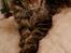 maincoon  han kat tilbydes til parring