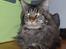 maincoon  han kat tilbydes til parring