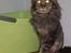 maincoon  han kat tilbydes til parring