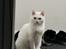 Huskat Snebold/Find Holger