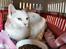 Huskat Snebold/Find Holger