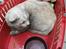 Huskat Snebold/Find Holger