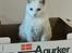 Huskat Snebold/Find Holger