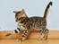 Bengal LeoBojsen