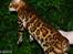 Bengal LeoBojsen