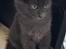 tyrkisk angora