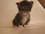 Maine Coon Bugatti