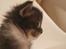 Maine Coon Bugatti