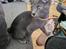 Korat Primprau's Korater