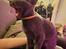 Korat Primprau's Korater