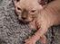 Sphynx INGE, SEBASTIAN, og HELEN