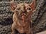 Sphynx INGE, SEBASTIAN, og HELEN