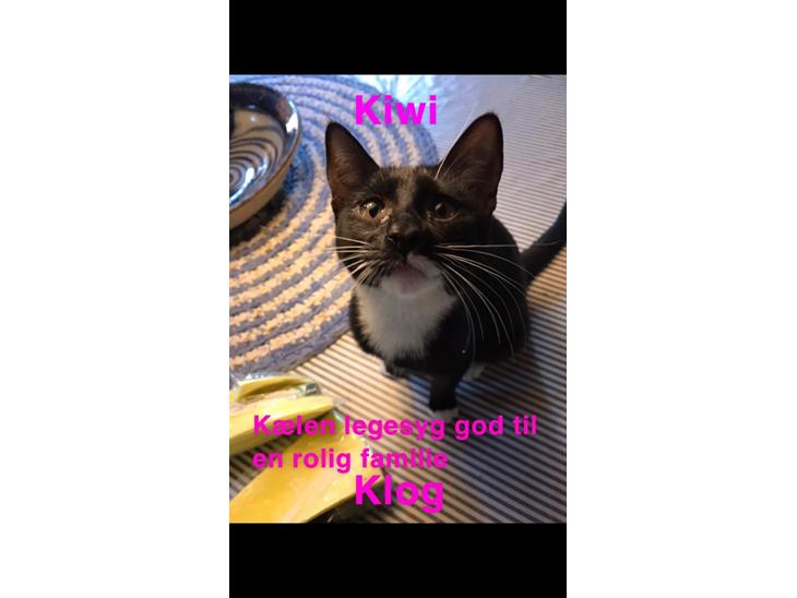 Huskat Kiwi billede 0