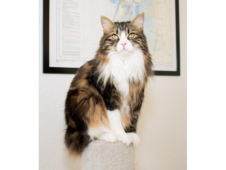Kurilean Bobtail Louis billede 0