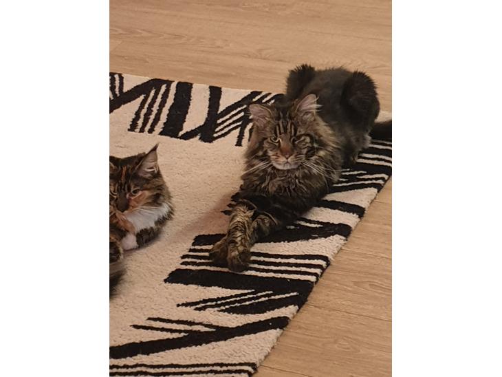 maincoon  han kat tilbydes til parring billede 0