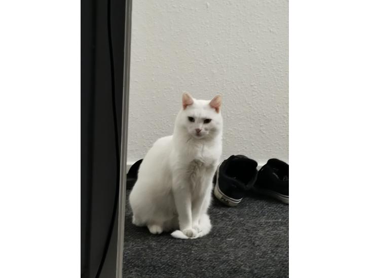 Huskat Snebold/Find Holger billede 0