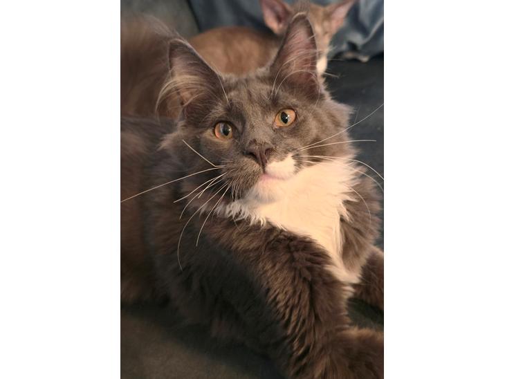 {{currentPhoto.altText}} billede {{currentPhoto.number}}