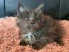 Maine Coon Blackangel's Midnight