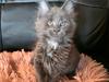 Maine Coon Blackangel's Midnight/Cold Fire