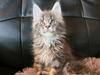 Maine Coon Blackangel's Midnight/Cold Fire