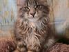 Maine Coon Blackangel's Midnight/Cold Fire