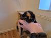 Huskat 2 kilinger - neutraliseret, vacc. chip mm.