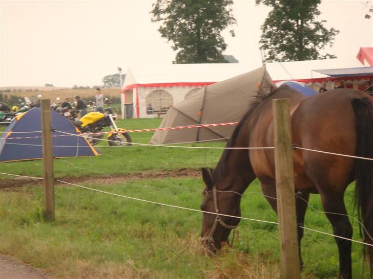 Panthers træf 2007 - Kødscooter som larmede helt vildt lørdag morgen :o( billede 3