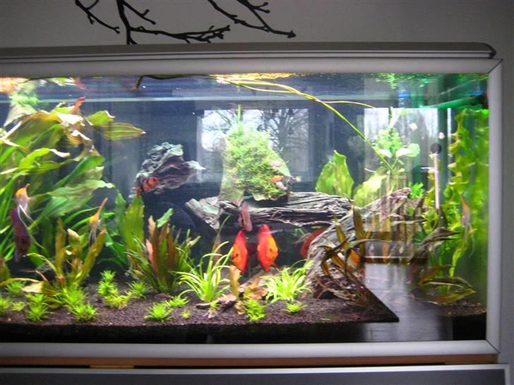 Min anden hobby discus akvarie billede 2