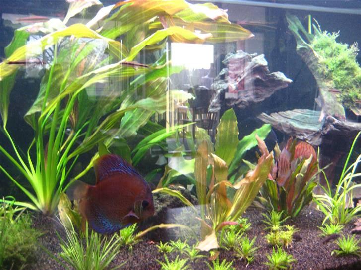 Min anden hobby discus akvarie billede 3