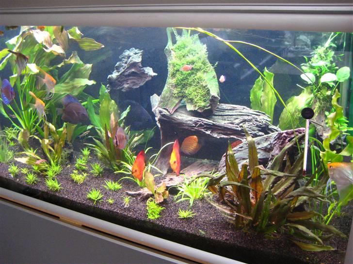Min anden hobby discus akvarie billede 4
