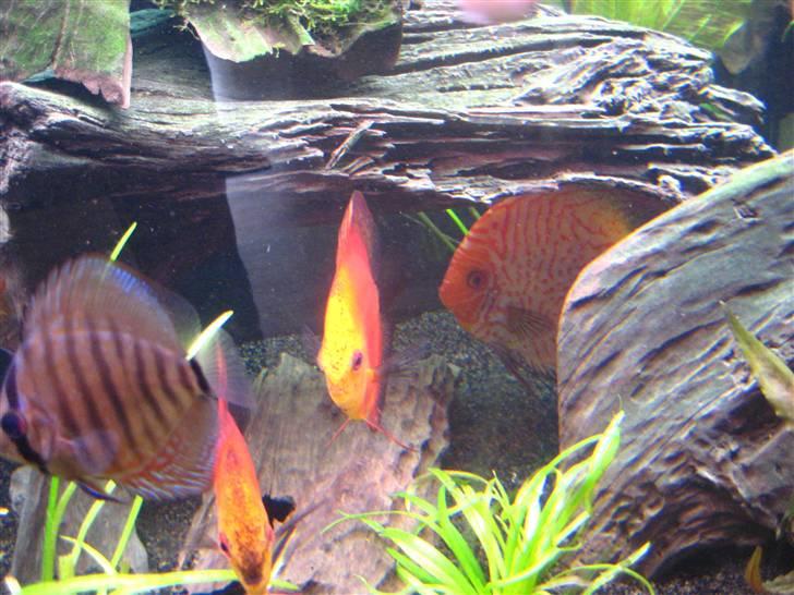 Min anden hobby discus akvarie billede 5