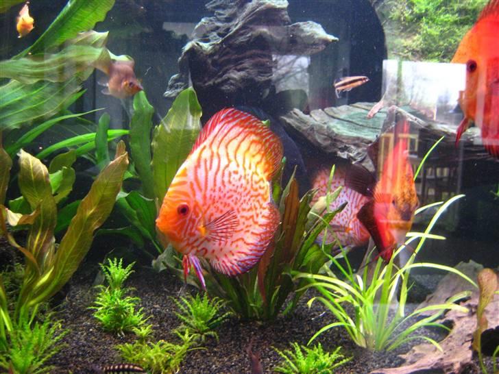 Min anden hobby discus akvarie billede 6