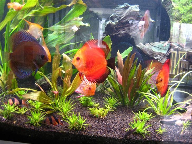Min anden hobby discus akvarie billede 7