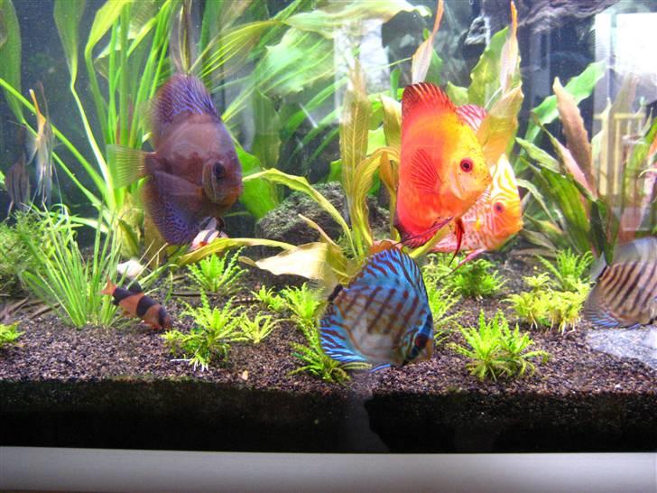 Min anden hobby discus akvarie billede 8
